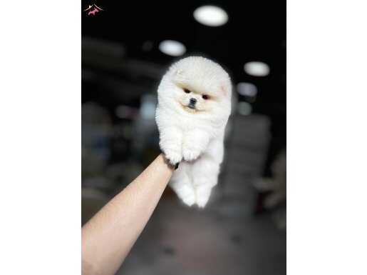 Mükemmel Teddy Bear Pomeranian Boo Bebeğim