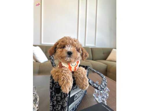 Mükemmel Ötesi Maltipoo Yavrumm
