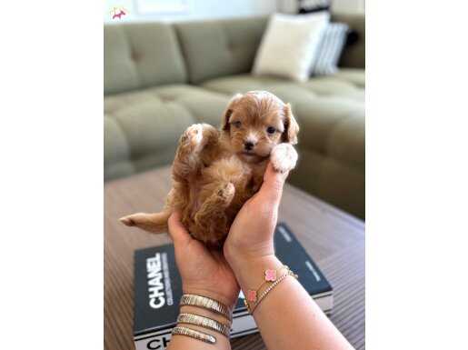Güzeller Güzeli Teacup Maltipoo Yavrumuz
