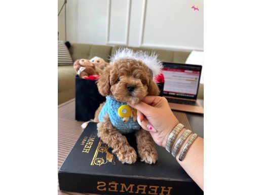 Poodle kalitesinde Maltipoo bebeklerim 