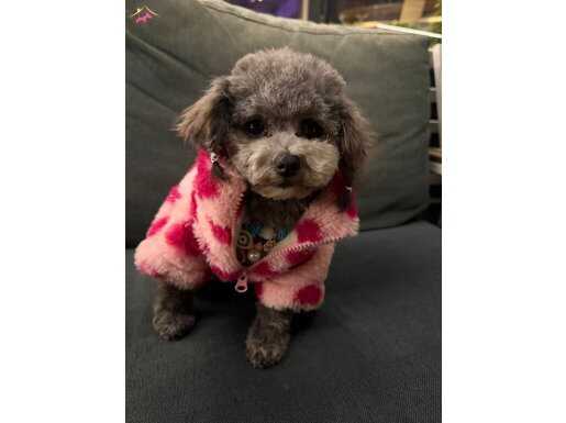 Kimsenin Gerçeğine Ulaşamadığı Teacup Silver Poodle Dişi