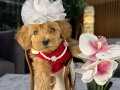 Toy poodle gibi Maltipoo bebeğim Niobe