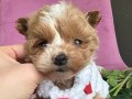 Tatlı mı Tatlı Maltipoo bebekler 