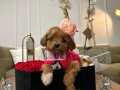 En özel Maltipoo Bebekler 