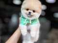Türkiye’nin En güzeli Ayıcık Pomeranian Boo