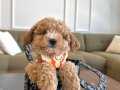 Mükemmel Ötesi Maltipoo Yavrumm