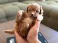Güzeller Güzeli Teacup Maltipoo Yavrumuz