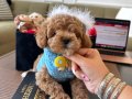 Poodle kalitesinde Maltipoo bebeklerim 