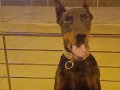 3 yaşında erkek SCR Lİ erkek Doberman BAGİRA URETİMİ 
