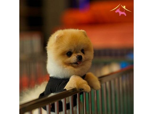 POMERANİAN SCRLİ 