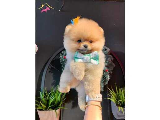 POMERANİAN TEDY BEAR 