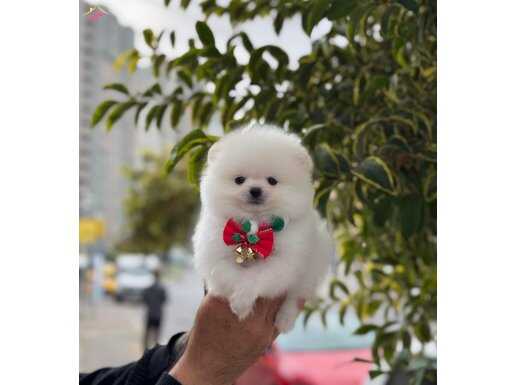 POMERANIAN ÜRETİM ÇİFTİĞİNDEN