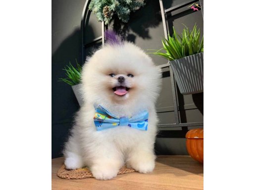 Şampiyon Soyundan Micro Çipli Pomeranian Boo Yavrusu