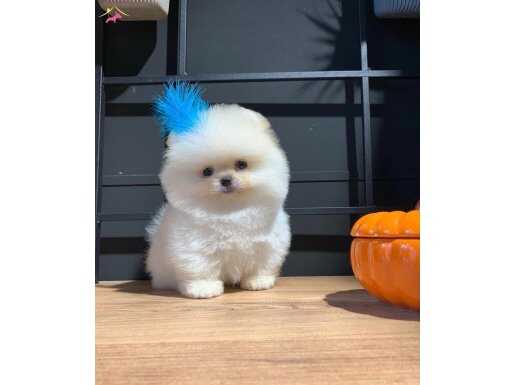 Boo Pomeranian: Tuvalet Eğitimli ve Irk Garantili
