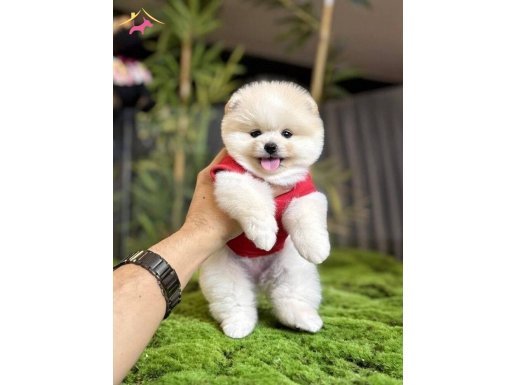 Pomeranian Boo Köpek Dünyası İçin Sosyal ve Oyuncu Yavru