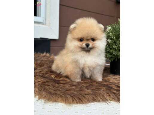 Pomeranıan üretim çiftliğinden 