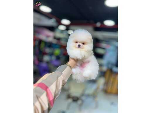 Beyazın En Saf Hali: Tuvalet Eğitimli 3 Aylık Pomeranian Boo