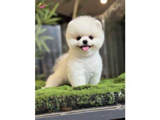 Sağlık ve ırk garantili Pomeranian Üretim Çiftliğinden