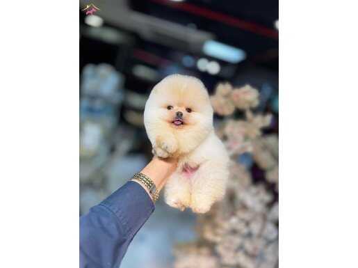 İkonik Surat Yapısıyla Sosyal Medyanın Yıldızı Pomeranian Boo