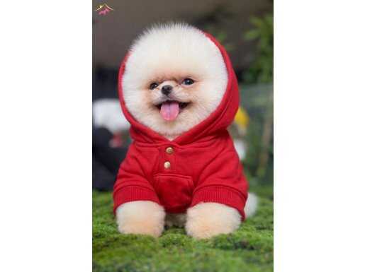 Pofuduk Enerji Küpü: Sosyal Ortamların Yeni Yıldızı Pomeranian Boo