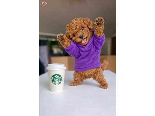 Toy Poodle: Sosyal Ortamın Yeni Yıldızı