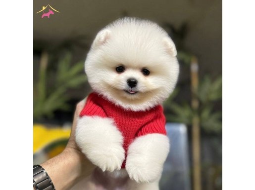 Pomeranian Üretim Çiftliğinden