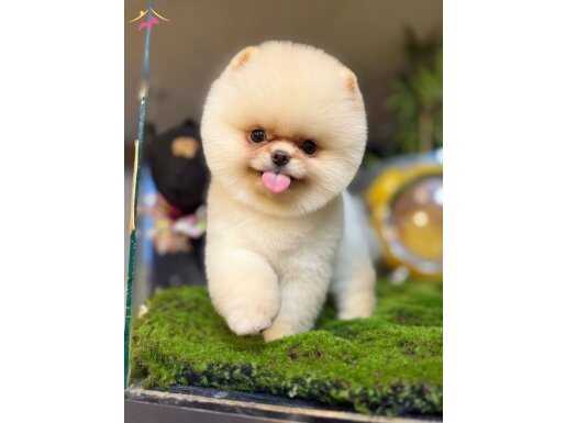 Kar Beyazı Ayı Surat Pomeranian Boo