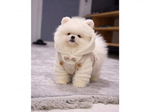 AYICIK SURAT POMERANIAN BOO | TERAPİ GİBİ DOST