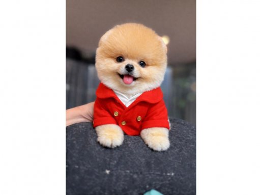 KIRMIZI CEKETLİ GÜLEN YÜZ POMERANIAN BOO 