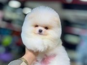 Beyazın En Saf Hali: Tuvalet Eğitimli 3 Aylık Pomeranian Boo