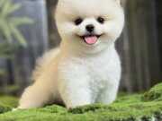 Sağlık ve ırk garantili Pomeranian Üretim Çiftliğinden