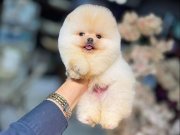 İkonik Surat Yapısıyla Sosyal Medyanın Yıldızı Pomeranian Boo