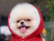 Pofuduk Enerji Küpü: Sosyal Ortamların Yeni Yıldızı Pomeranian Boo