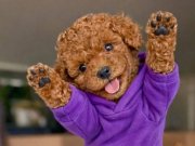 Toy Poodle: Sosyal Ortamın Yeni Yıldızı