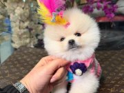 TEDY BEAR GÜLEN YÜZ