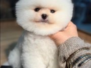 Kartopu Suratlı Şecereli Pomeranian Boo