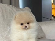 SCR Lİ EFSANE BOBO