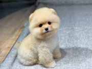 POMERANIAN ÜRETİM ÇİFTLİĞİNDEN 