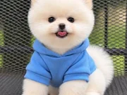 POMERANIAN ÜRETİM ÇİFTLİĞİNDEN 