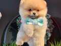 POMERANİAN TEDY BEAR 