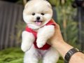 Pomeranian Boo İçin Sosyal ve Oyuncu Yavru