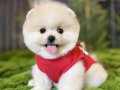 Pomeranian Boo İçin Sosyal ve Oyuncu Yavru