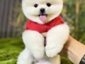 Pomeranian Boo İçin Sosyal ve Oyuncu Yavru