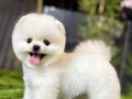 Pomeranian Boo İçin Sosyal ve Oyuncu Yavru