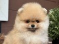 Pomeranıan üretim çiftliğinden 