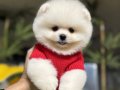 Pomeranian Üretim Çiftliğinden