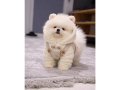 AYICIK SURAT POMERANIAN BOO | TERAPİ GİBİ DOST