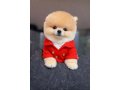 KIRMIZI CEKETLİ GÜLEN YÜZ POMERANIAN BOO 