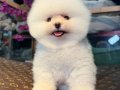 Kartopu Suratlı Şecereli Pomeranian Boo