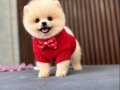 Pomeranıan Boo